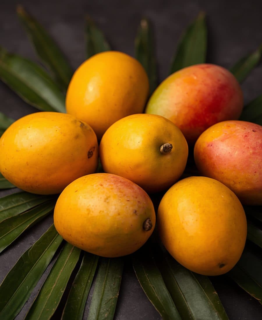 Mangoes — selected at optimal maturity