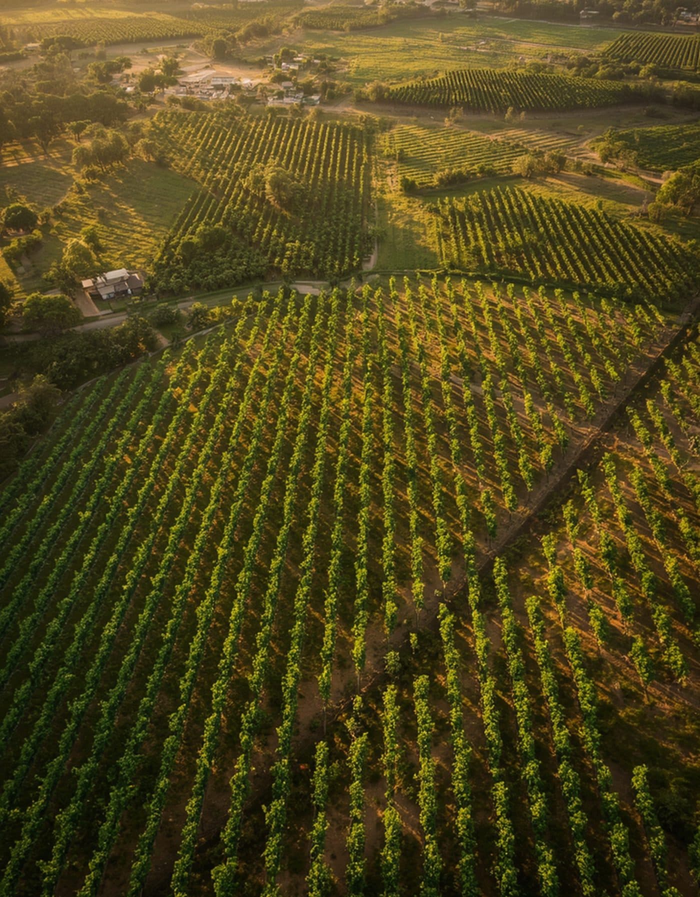 Aerial view of an Egyptian orchard at sunrise, planted in long parallel rows